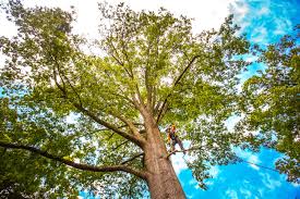 How Our Tree Care Process Works  in  Fairmont, IL