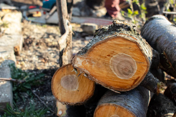 Trusted Fairmont, IL Tree Care Experts