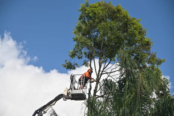 Best Hedge Trimming  in Fairmont, IL